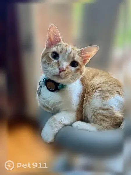 Lost cat, East Orchard Grass Boulevard, 7308, Orchard Grass Hills — male, friendly and skittish - photo