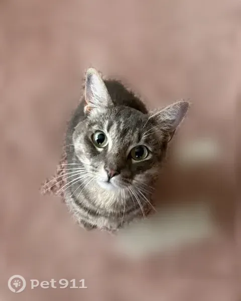 Lost cat, Quincy, Massachusetts, Quincy — friendly tabby - photo