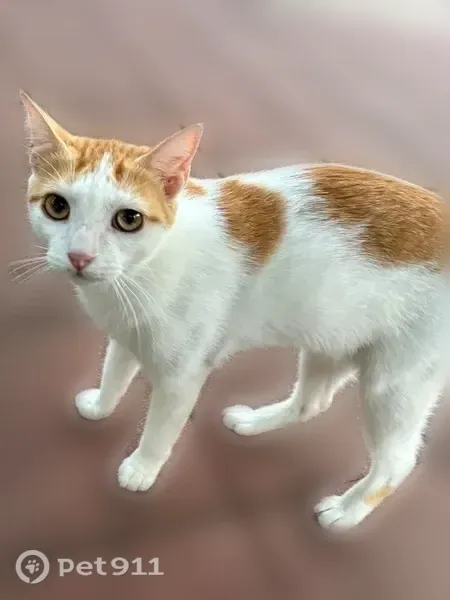 Lost male cat, Emnora Lane, 10318, Houston — white and orange with yellow eyes - photo