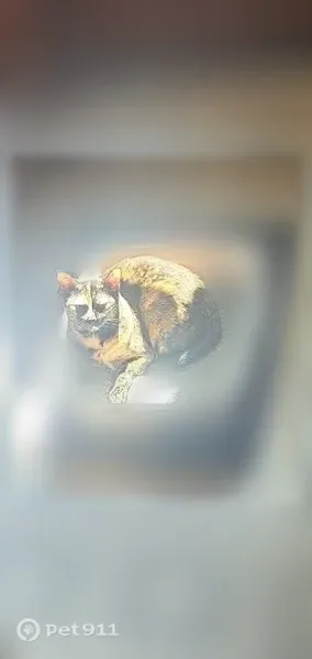 Lost female cat, SR 111, Cookeville — tortoiseshell with tan toes - photo