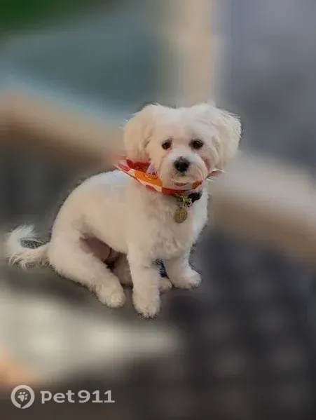 Lost dog, 44th Street Southeast, 2334, Kentwood — white Maltese with a green and yellow collar - photo