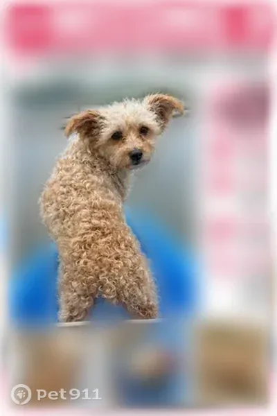 Lost dog, Andover Drive, 25570, Dearborn Heights — female Yorkie poodle mix - photo