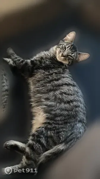 Lost male cat, Michelle Circle, 6012, Callaway, Callaway — recently neutered - photo