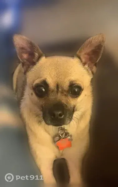 Lost female dog, Sun Prairie Court, Huber Heights — tan and black - photo