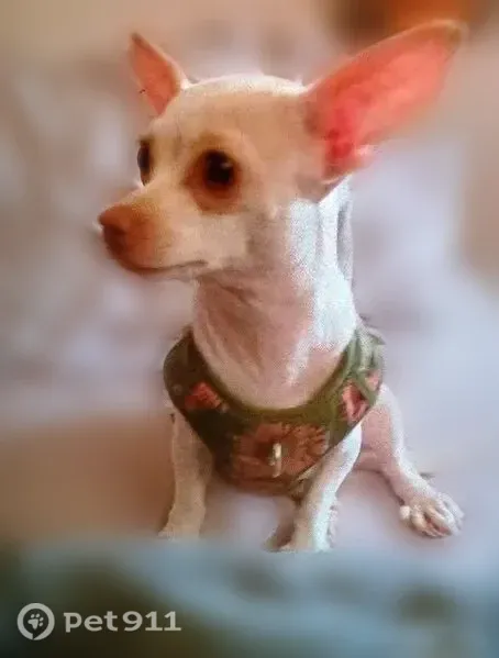 Lost dog, West 1st Street, 100, Los Angeles — female with 7 toes on each paw - photo