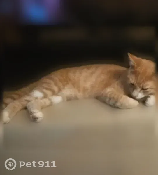 Lost cat, Crowley Court, 3520, Cottonwood, Anderson — 6-month-old male tabby - photo