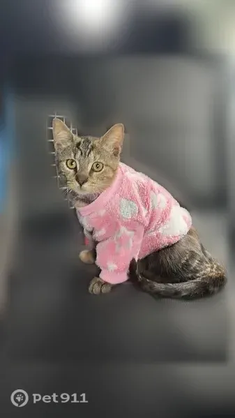 Lost female cat, Somers, NY, USA, Middletown — responds to Olivia - photo