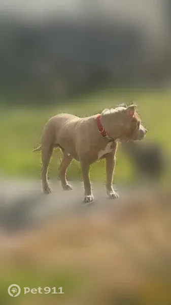 Lost Dog, Richmar Lane, 19659, Willaura Estates, Grass Valley — male, tan with a white belly - photo