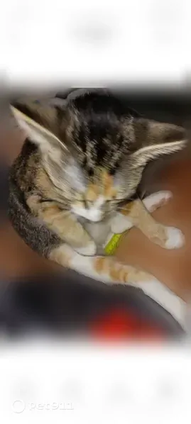 Lost cat, Đường Vân Nội, 87, Indianapolis — female short-legged tabby - photo
