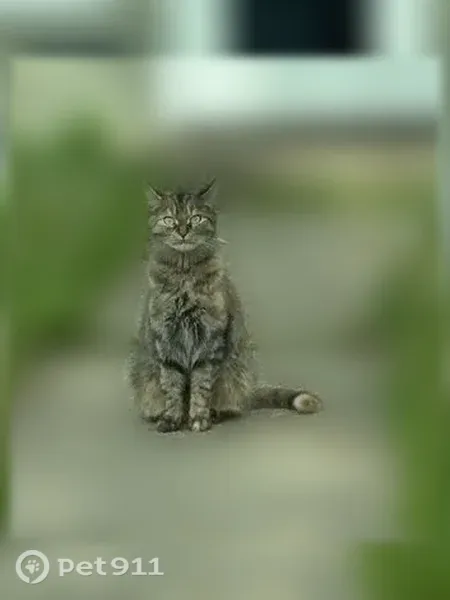 Lost cat, Lillie Street, Fort Wayne — orange-tipped tail - photo