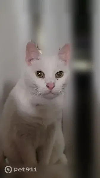 Lost cat, Đường Vân Nội, 87 — white male, short-haired - photo