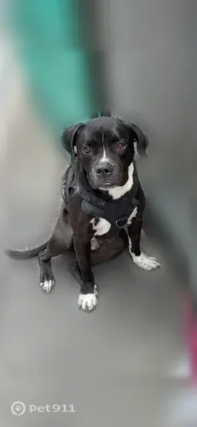 Lost male dog, Frankford Avenue, Philadelphia — wearing a vest - photo