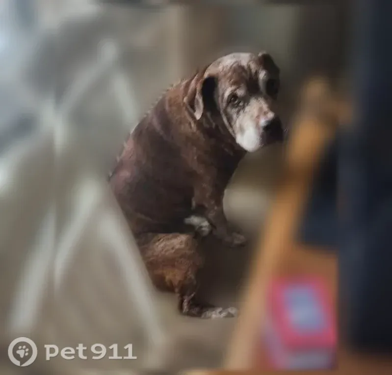 Lost dog, Đường Vân Nội, 87, Alpharetta — male senior, brindle coat, hard of hearing - photo
