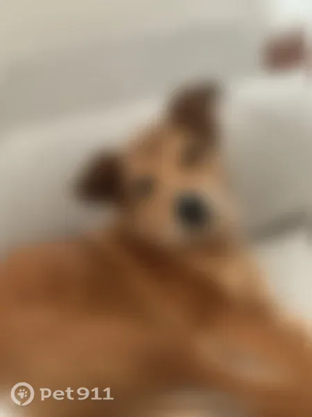Lost female dog, 36th Street Northwest, Artondale — orange-brown short coat - photo