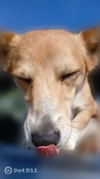 Lost dog, male, Cemetery Road, Idaho, Cambridge — red collar - photo