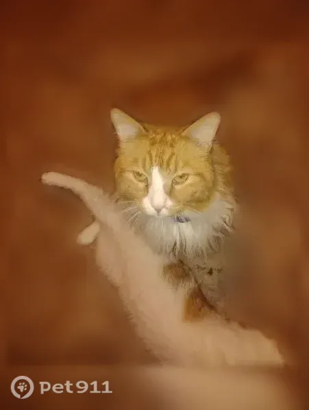 Lost male cat, West Market Street, Bloomington — long-haired with a white nose marking - photo