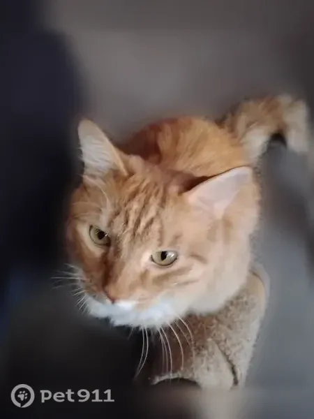 Lost cat, West Market Street, Bloomington — male, very talkative - photo