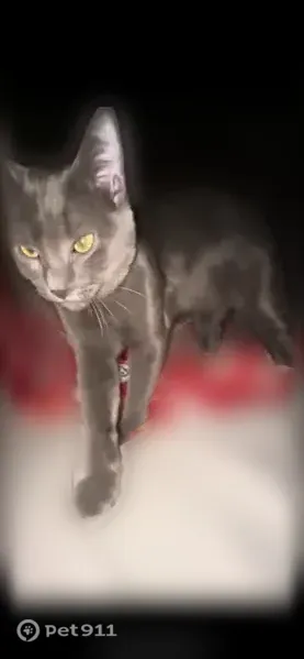 Lost cat, West Abram Street, 101, Arlington — male, gray and not neutered - photo