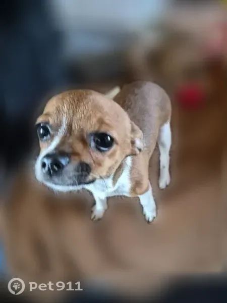 Lost female dog, South Bryant Avenue, 8571, Oklahoma City — white Chihuahua mix named Sadie - photo