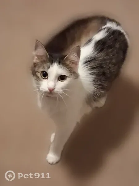 Lost cat, West College Avenue, 158, Monticello — female, long-haired - photo