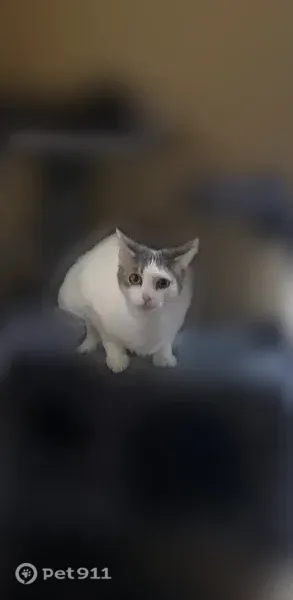 Lost cat, Highland Street, 155, Plymouth — shy female indoor cat - photo