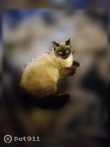 Lost male cat, Cameron Street, Indianapolis — Siamese, neutered - photo