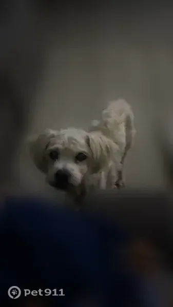 Lost dog, North Kedvale Avenue, 1512, Chicago — white male dog - photo