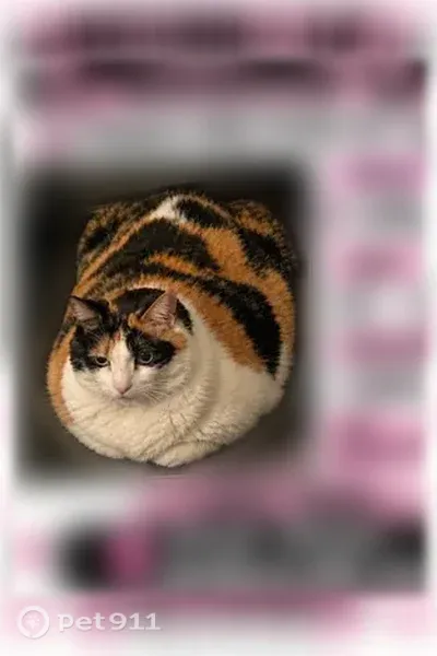 Lost cat, 1st Street, 99, Medford, Boston — female calico - photo