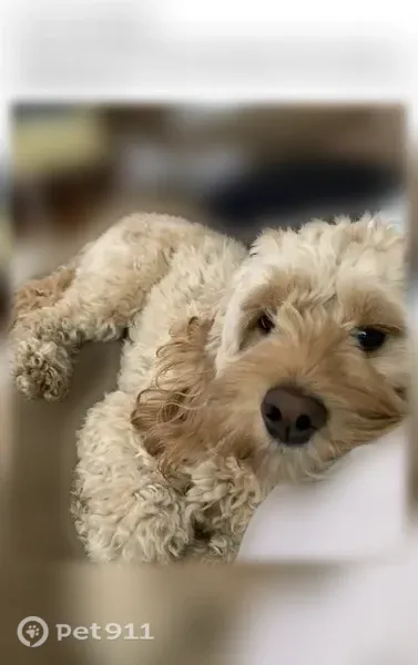 Lost dog, Mill Street, Bolton — female Cockapoo - photo