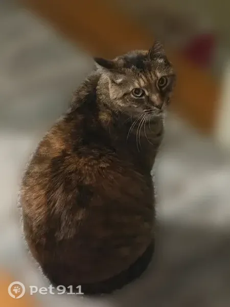 Lost cat, female, Clay Pond Road, 116, Bourne, Monument Beach — called Torby - photo