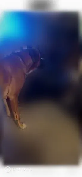Lost dog, male, Allender Avenue, 2528, Pittsburgh — white chest and friendly with dogs - photo