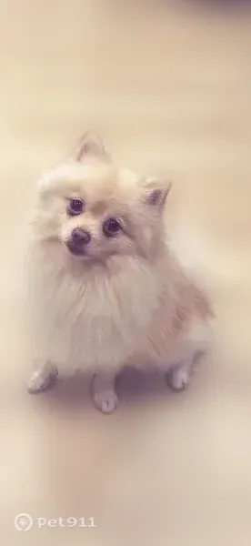 Lost Dog, Leadwell Street, Los Angeles — male, fluffy white coat with caramel spots - photo
