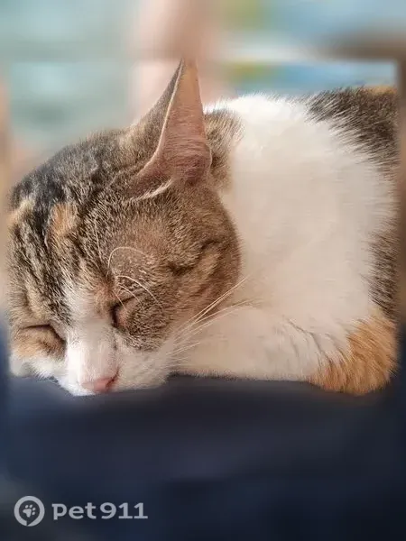 Lost cat, Quiet Harbor Avenue, 32424, Leesburg — female white calico, about 10 years old - photo