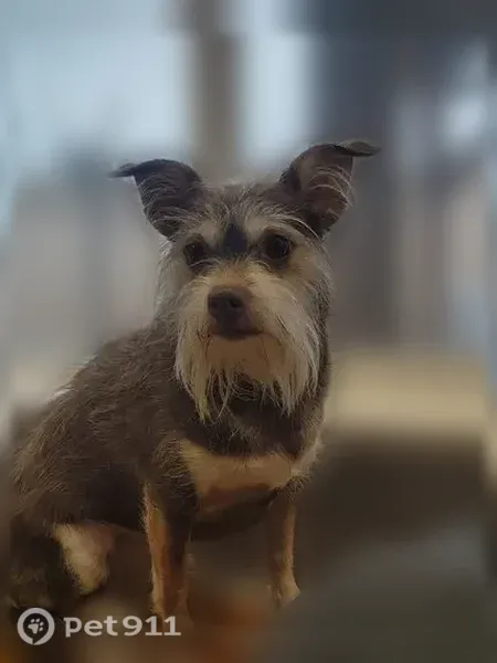 Lost female dog, West Atherton Drive, 717, Manteca — 10 lb brown wire-haired terrier - photo