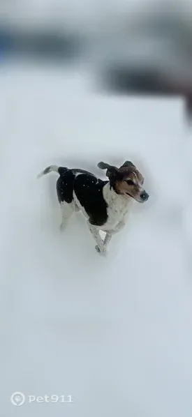 Lost female dog, Westwind Way, 38, Westampton Township, Beverly — long-legged beagle - photo
