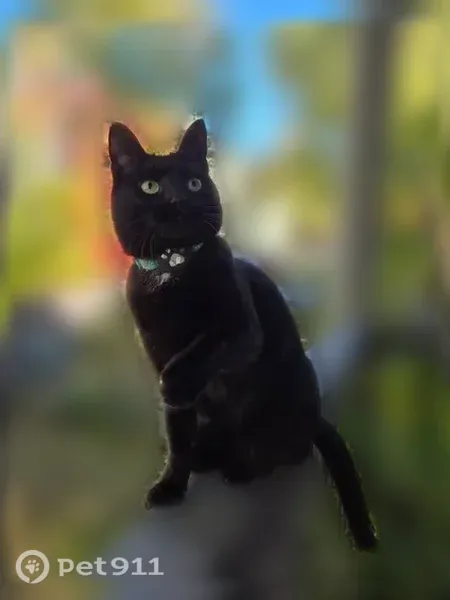 Lost cat, female, Brook Street, 79, Brookline, Boston — white spot on her neck - photo