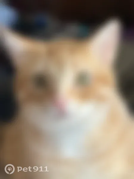 Lost cat, 214th Avenue Northwest, Elk River - male indoor cat after eye surgery - photo