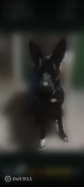 Found dog, Louisville — black male with white chest and paws - photo