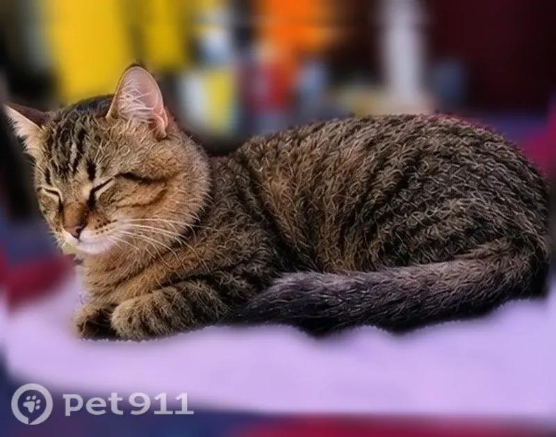 Lost male cat, East Freeway, 10341, Houston — epilepsy and black bald spot - photo