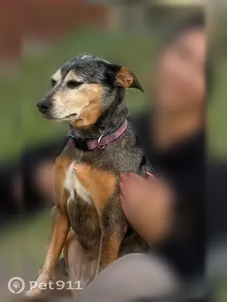Lost dog, State Road 373, 5251, Dublin — female, medium-sized, responds to Merel - photo