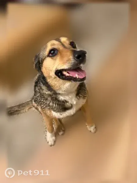 Found dog, Swan Valley Highway, 1153, Ririe — sweet female cattle dog - photo