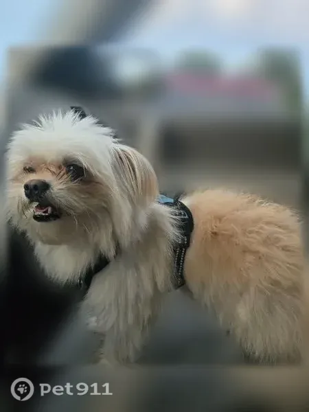 Lost dog, Roundtree Drive, 116, Dover — white, small male - photo