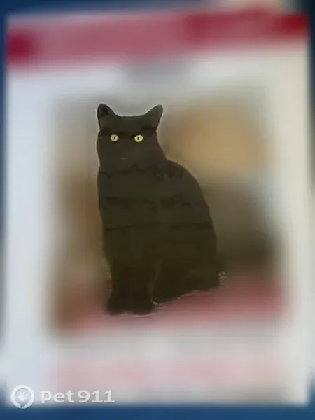 Lost cat, Carberry Drive, 3882, Dublin — male cat with yellow eyes - photo
