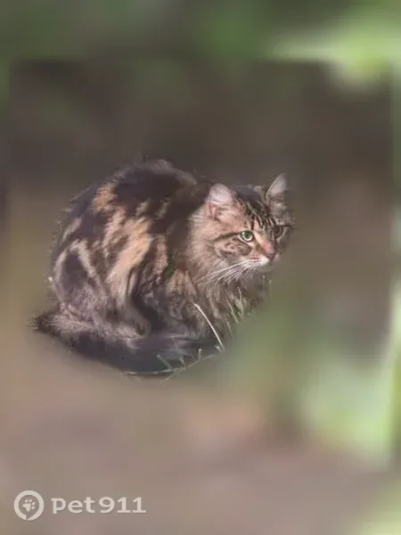Found cat, Oddstad Boulevard, 1021;1023;1025;1027;1029;1031;1033;1035;1037;1039, Pacifica — female, no collar - photo