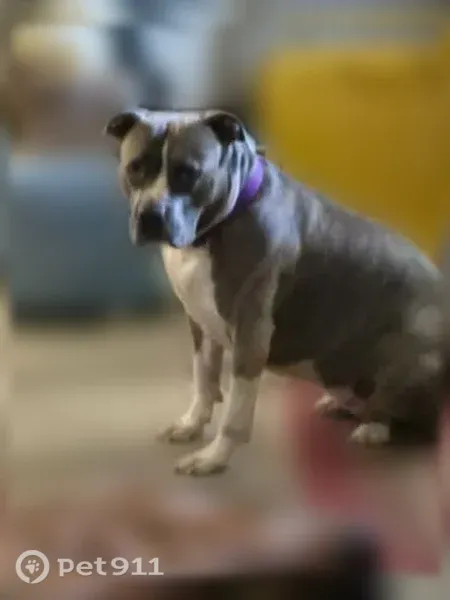 Lost dog, Mountain Laurel Drive, New Braunfels — female brindle pit bull mix - photo