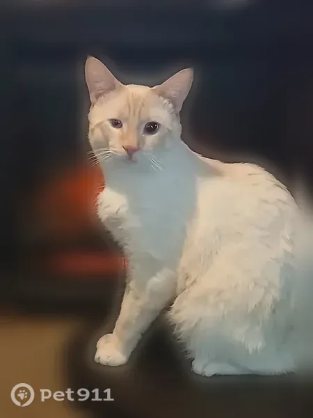 Lost male cat, Robesonia, Pennsylvania, Robesonia — responds to his name - photo