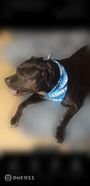 Lost dog, Westcliff Road, 3202, Killeen — male black pit mix with a white chest patch - photo