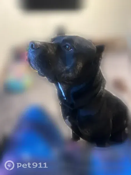 Lost male dog, East Wallis Avenue, 43, Gustine — black and brindle Cane Corso mix named Oden - photo