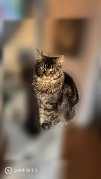Lost cat, Calvin Avenue Southeast, 1465, Grand Rapids — female Maine Coon, no collar - photo
