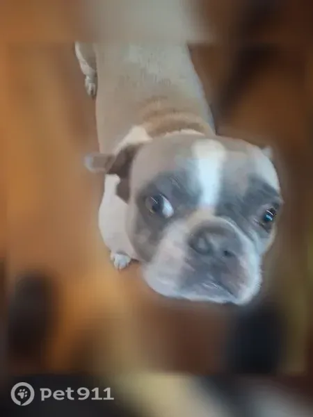 Lost dog, Larimore Road, 12137, Spanish Lake — friendly and loving Frenchie - photo